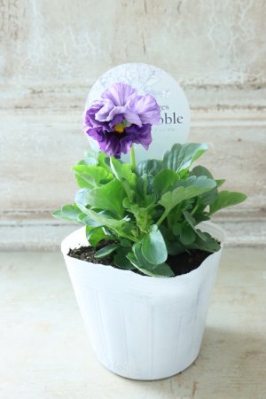 画像4: Fee des neiges Crepe Noble "フェデネージュ クレープ ノーブル" No.67