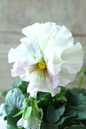 画像2: Fee des neiges  "フェデネージュ ブルー/パープル" No.48