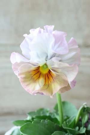 画像2: Fee des neiges  "フェデネージュ ブルー/パープル" No.55