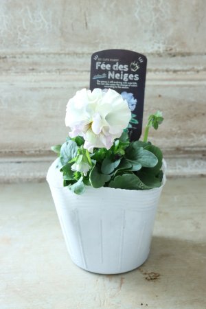 画像4: Fee des neiges  "フェデネージュ ブルー/パープル" No.48