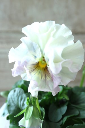 画像3: Fee des neiges  "フェデネージュ ブルー/パープル" No.48