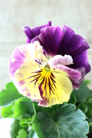 画像2: Fee des neiges Crepe Noble "フェデネージュ クレープ ノーブル" No.64