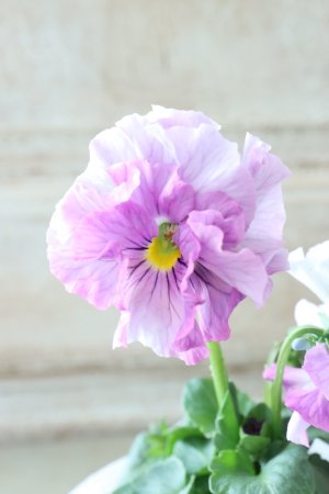 画像3: Fee des neiges  "フェデネージュ ブルー/パープル" No.53