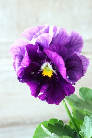 画像1: Fee des neiges Crepe Noble "フェデネージュ クレープ ノーブル" No.54