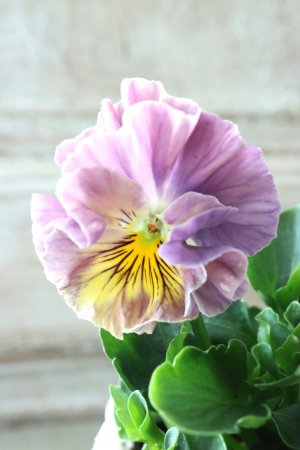 画像2: Fee des neiges Crepe Noble "フェデネージュ クレープ ノーブル" No.55