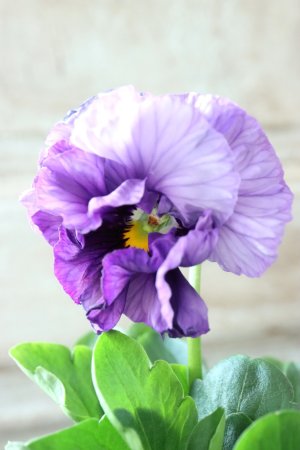 画像2: Fee des neiges Crepe Noble "フェデネージュ クレープ ノーブル" No.67