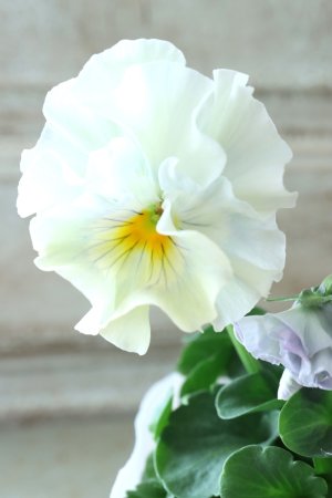 画像3: Fee des neiges  "フェデネージュ ブルー/パープル" No.52