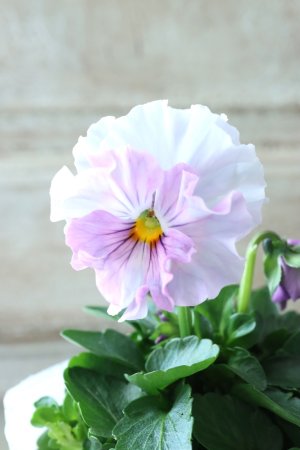 画像3: Fee des neiges  "フェデネージュ ブルー/パープル" No.51