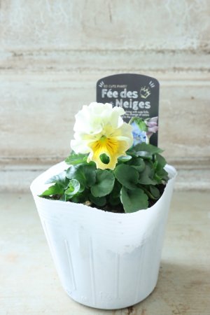 画像4: Fee des neiges  "フェデネージュ ブルー/パープル" No.60