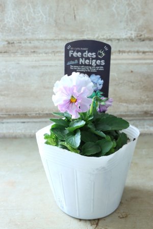 画像4: Fee des neiges  "フェデネージュ ブルー/パープル" No.51