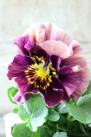 画像2: Fee des neiges Crepe Noble "フェデネージュ クレープ ノーブル" No.58