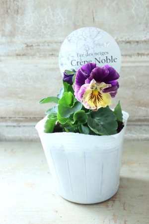 画像4: Fee des neiges Crepe Noble "フェデネージュ クレープ ノーブル" No.64