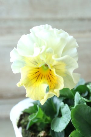 画像2: Fee des neiges  "フェデネージュ ブルー/パープル" No.60