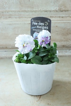 画像4: Fee des neiges  "フェデネージュ ブルー/パープル" No.54