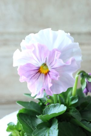 画像2: Fee des neiges  "フェデネージュ ブルー/パープル" No.51