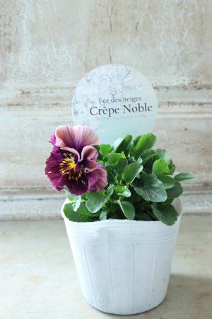 画像4: Fee des neiges Crepe Noble "フェデネージュ クレープ ノーブル" No.58