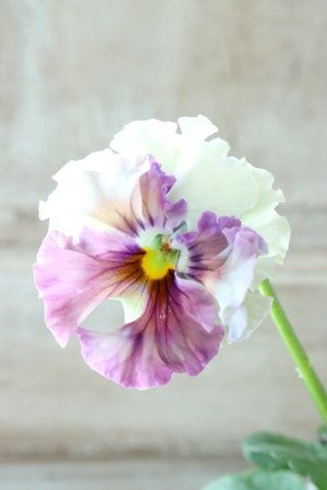 画像1: Fee des neiges  "フェデネージュ ブルー/パープル" No.46