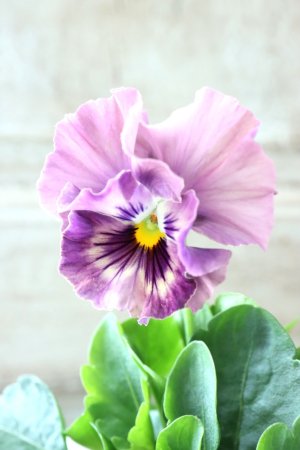 画像1: Fee des neiges Crepe Noble "フェデネージュ クレープ ノーブル" No.48