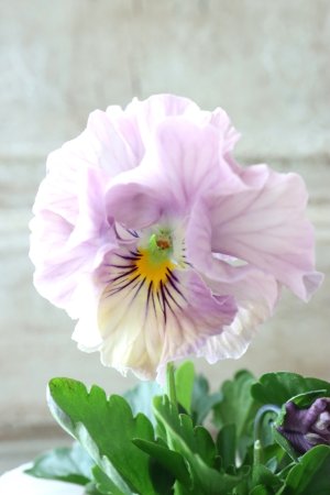 画像3: Fee des neiges Crepe Noble "フェデネージュ クレープ ノーブル" No.52