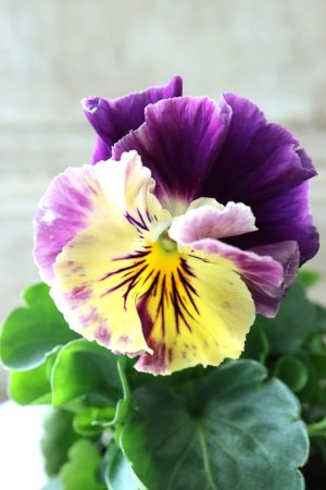 画像3: Fee des neiges Crepe Noble "フェデネージュ クレープ ノーブル" No.64