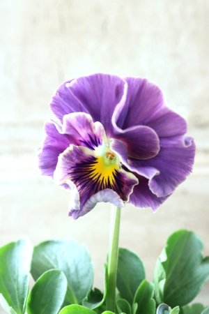 画像3: Fee des neiges Crepe Noble "フェデネージュ クレープ ノーブル" No.60