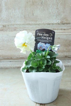 画像4: Fee des neiges  "フェデネージュ ブルー/パープル" No.52