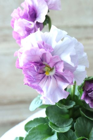 画像1: Fee des neiges  "フェデネージュ ブルー/パープル" No.53