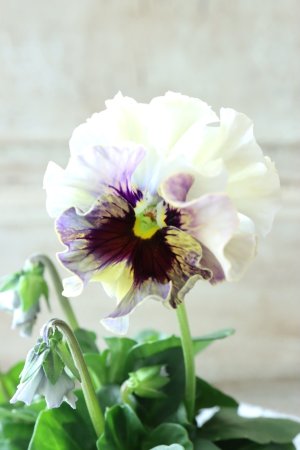 画像2: Fee des neiges  "フェデネージュ ブルー/パープル" No.64