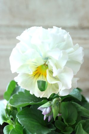 画像3: Fee des neiges  "フェデネージュ ブルー/パープル" No.63