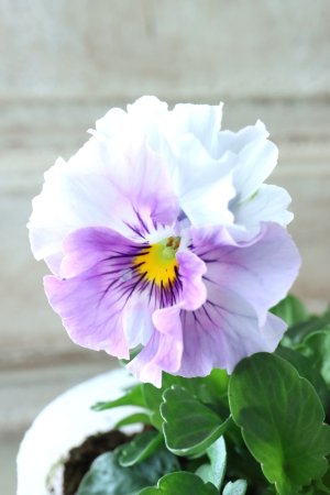 画像3: Fee des neiges  "フェデネージュ ブルー/パープル" No.61