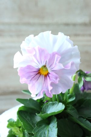 画像1: Fee des neiges  "フェデネージュ ブルー/パープル" No.51