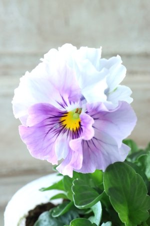 画像2: Fee des neiges  "フェデネージュ ブルー/パープル" No.61