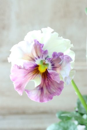 画像3: Fee des neiges  "フェデネージュ ブルー/パープル" No.46