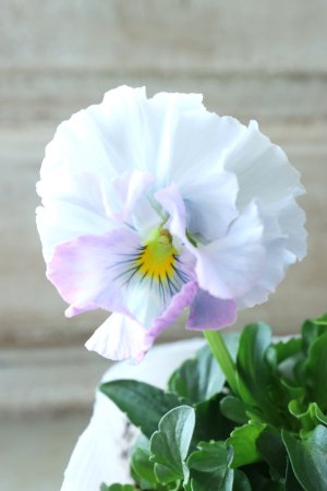 画像2: Fee des neiges  "フェデネージュ ブルー/パープル" No.57