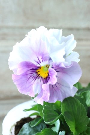 画像1: Fee des neiges  "フェデネージュ ブルー/パープル" No.61