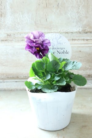 画像4: Fee des neiges Crepe Noble "フェデネージュ クレープ ノーブル" No.61