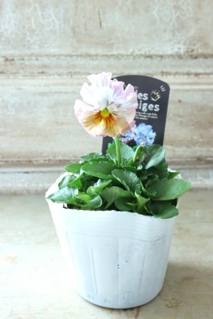 画像4: Fee des neiges  "フェデネージュ ブルー/パープル" No.55