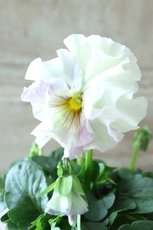 画像1: Fee des neiges  "フェデネージュ ブルー/パープル" No.48