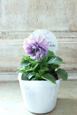 画像4: Fee des neiges Crepe Noble "フェデネージュ クレープ ノーブル" No.65