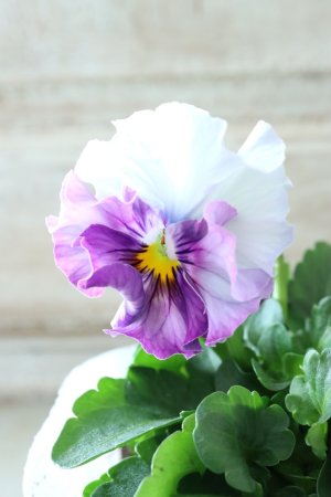 画像3: Fee des neiges  "フェデネージュ ブルー/パープル" No.50