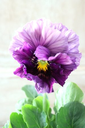 画像1: Fee des neiges Crepe Noble "フェデネージュ クレープ ノーブル" No.61