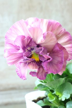 画像3: Fee des neiges Crepe Noble "フェデネージュ クレープ ノーブル" No.62