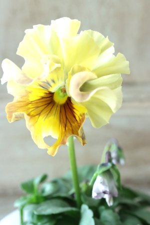 画像1: Fee des neiges  "フェデネージュ ブルー/パープル" No.56