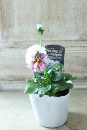 画像4: Fee des neiges  "フェデネージュ ブルー/パープル" No.46