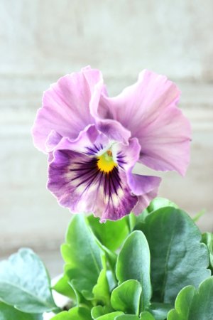 画像2: Fee des neiges Crepe Noble "フェデネージュ クレープ ノーブル" No.48