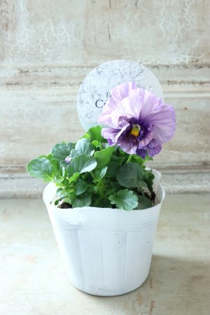 画像4: Fee des neiges Crepe Noble "フェデネージュ クレープ ノーブル" No.57