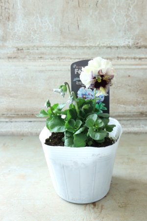 画像4: Fee des neiges  "フェデネージュ ブルー/パープル" No.64