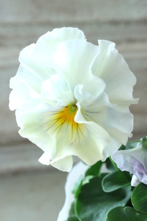 画像2: Fee des neiges  "フェデネージュ ブルー/パープル" No.52