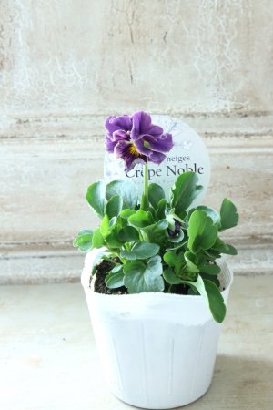 画像4: Fee des neiges Crepe Noble "フェデネージュ クレープ ノーブル" No.60