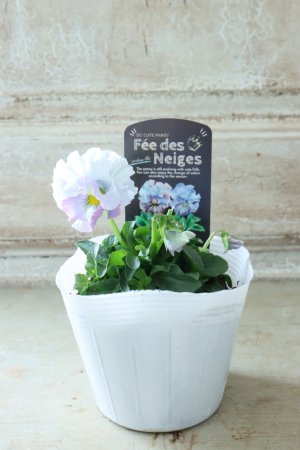 画像4: Fee des neiges  "フェデネージュ ブルー/パープル" No.57